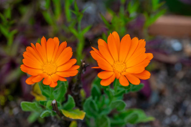 A detailed macro photo of twin orange flowers, showcasing their delicate petals and vibrant color in stunning detail.