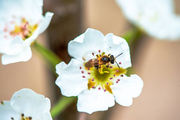 A detailed macro photograph capturing the intricate beauty of a bee on a white flower, pollination in action.