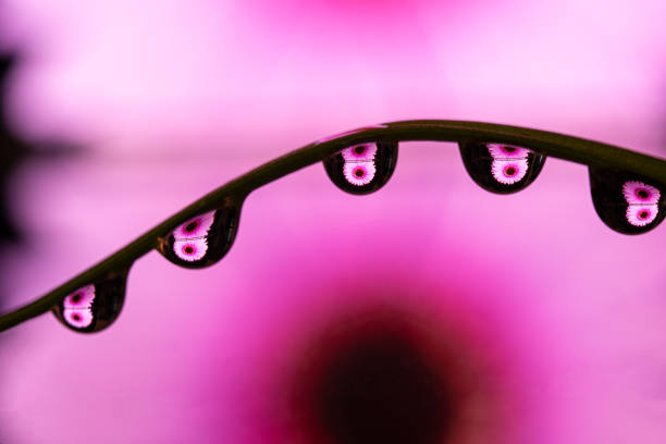 Beautiful pink chrysanthemum with dew, chrysanthemum flowers