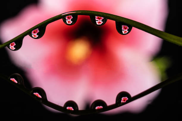 A series of drops on the stem of Cosmos flower.