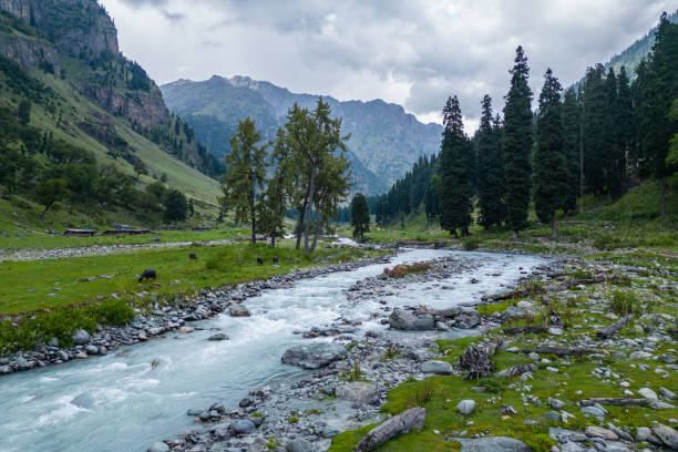istock A river runs through a green forest in the Himalayas, highlighting its natural beauty, Kashmir, India 2158310522