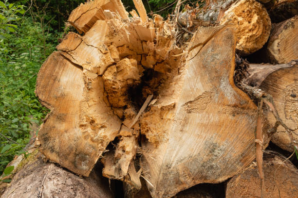 istock Cross section showing a large deep crack and rotten core of a cut tree. Nature abstract background 2158310636