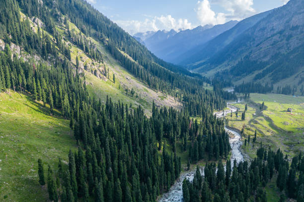 istock A river runs through a green forest in the Himalayas, highlighting its natural beauty, Kashmir, India 2158311241