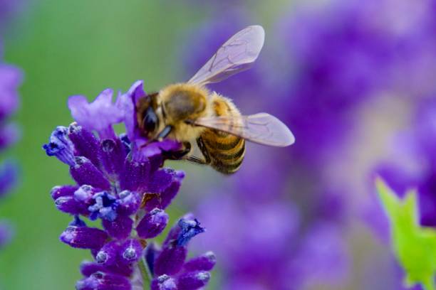 istock A Honeybee on a violet blooming flower 2158311303