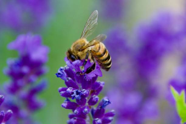 istock A Honeybee on a violet blooming flower 2158311308