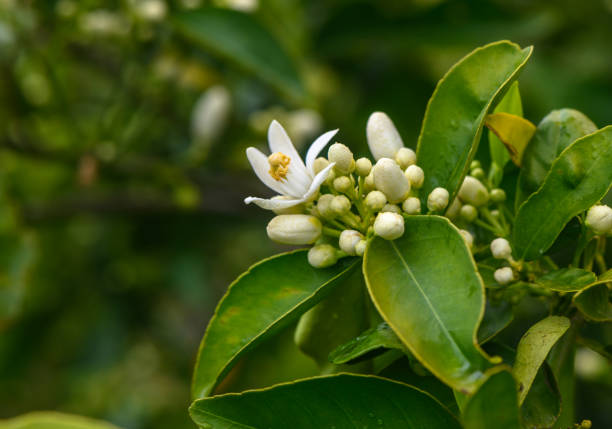 istock Closeup of orange blossoms on a tree 1 2158312289
