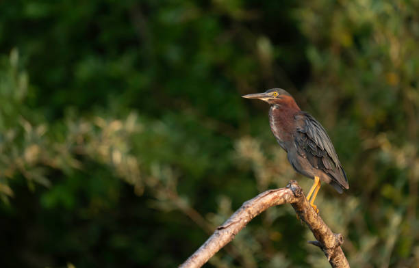 istock Green Heron at Artist Lake #5 2158312512