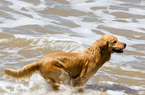 Golden retriever running in the water on the beach