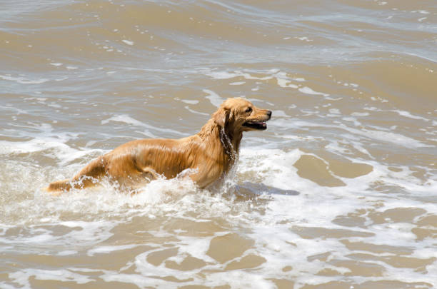 Golden retriever running in the water on the beach
