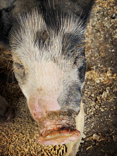 Young Pig on the Farm