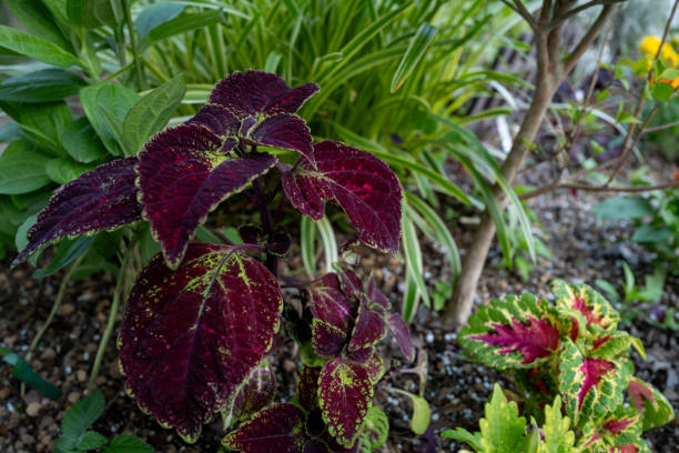 istock Material of Coleus blooming in the park 2158314863