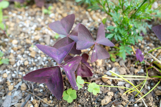 istock Material of False Shamrock blooming in the park 2158314942