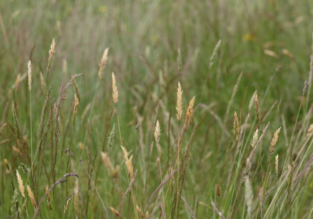 Selective focus on grass on the Green Timbers Greenway in Surrey, British Columbia. Spring afternoon.