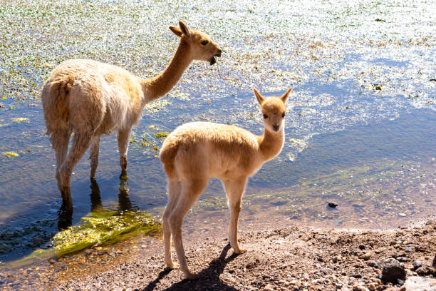 A vicuna with a baby at the edge of the water near San Pedro de Atacama, Chile. A vicuna with a baby at the edge of the water near San Pedro de Atacama, Chile. The vicuna (Lama vicugna) is one of the two wild South American camelids. brown llama on the field stock pictures, royalty-free photos & images