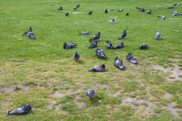 A group of pigeons resting and walking on a green grass field in a park setting.