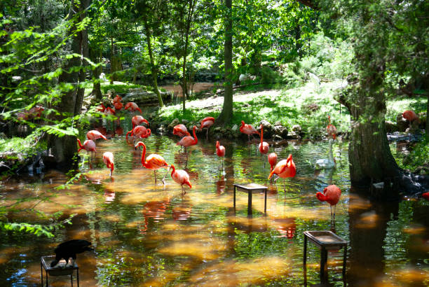 istock Flock of Flamingos 2158321987