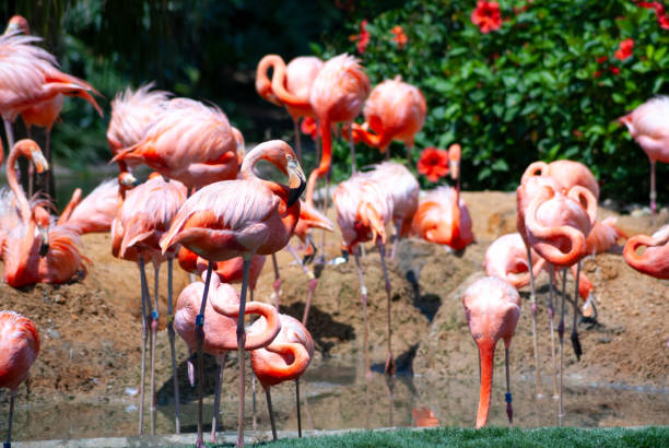istock Flock of Flamingos 2158322062