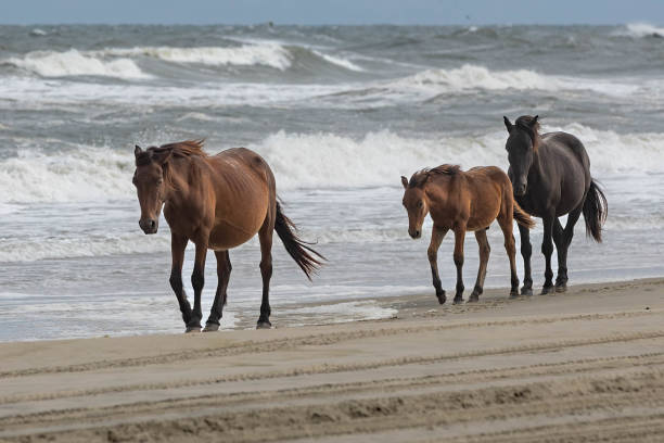 Photograph of three wild horses at the beach located at Corolla North Carolina