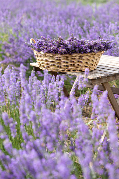 istock Harvesting season. Lavender bouquets and basket. 2158325620