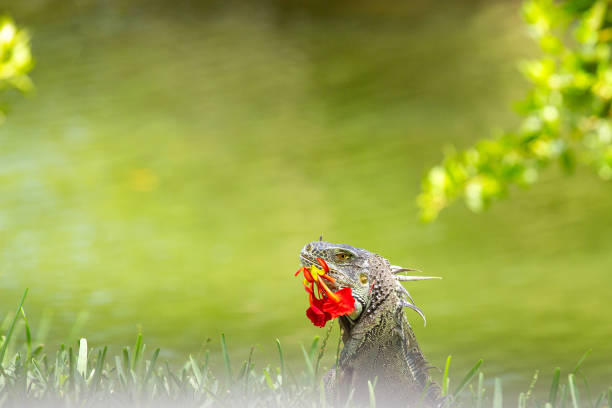 Green iguana sitting on branch and basking the warmth of the sun. Natural environment.