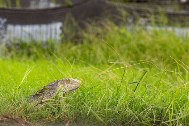 selective focus on iguana with blurry background that can be used as copy space