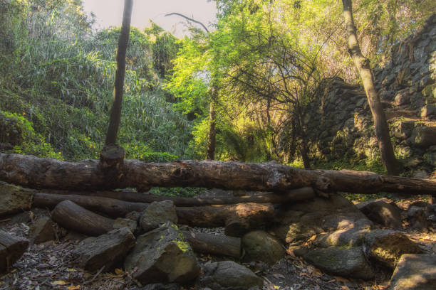 istock Rustic Path in the Heart of the Forest 2158329331