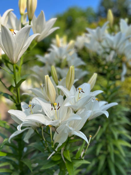 istock Flower: Lilium Candidum/