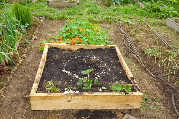 istock one square meter vegetable garden with raised timber ready to grow at home 2158330238