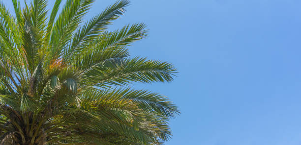 istock Top of a green palm tree with clear blue sky in the background 2158330821