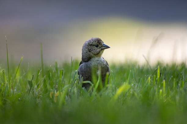 Female Brown-Headed Cowbird foraging for food in the grass in Kettletown State Park in Connecticut.