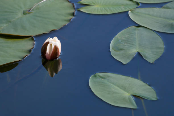 istock white water lily flower bud growing in pond 2158332274