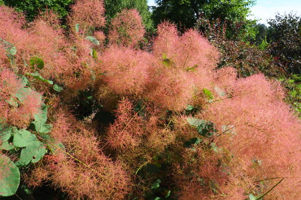 Cotinus coggygria, syn. Rhus cotinus, the European smoketree, Eurasian smoketree, smoke tree, smoke bush, Venetian sumach, or dyer's sumach, is a species of flowering plant in the family Anacardiaceae Cotinus coggygria, syn. Rhus cotinus, the European smoketree, Eurasian smoketree, smoke tree, smoke bush, Venetian sumach, or dyers sumach, is a species of flowering plant in the family Anacardiaceae smoke bush blooming stock pictures, royalty-free photos & images