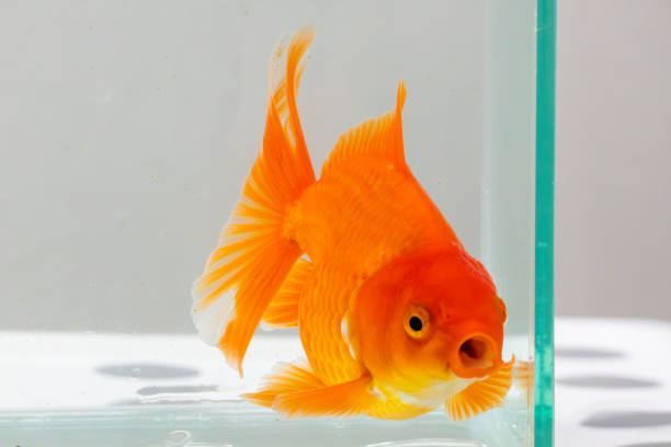 istock Oranda goldfish in aquarium fish tank close up 2158333700