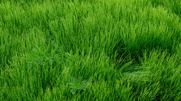 Horsetail grass, also known as Equisetum, found in farmland of southern Ontario, Canada