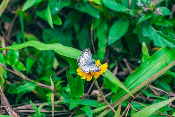 White and black butterfly feeding on the nectar of a yellow flower in the field