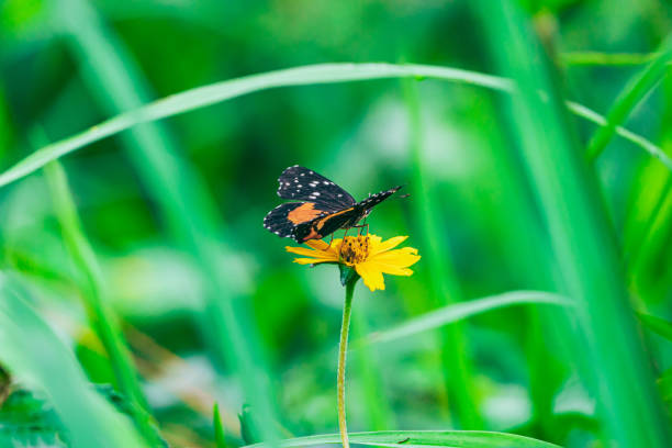 Orange and black butterfly feeding on the nectar of a yellow flower in the field