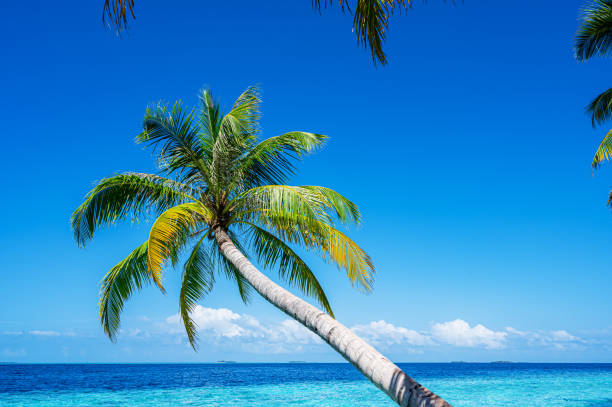 istock Palm trees on tropical beach by the beautiful turquoise sea shore 2158337714