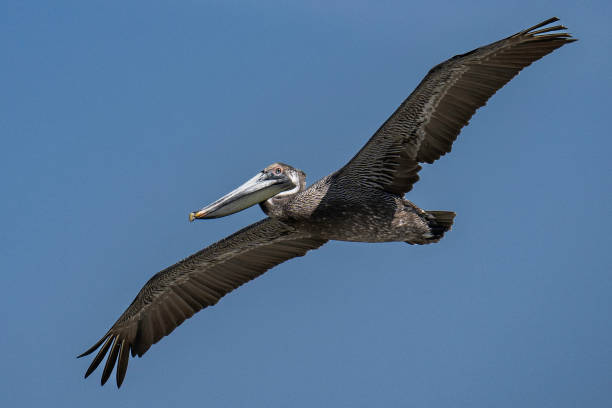 istock Brown Pelican Wings Outstretched 2158340389