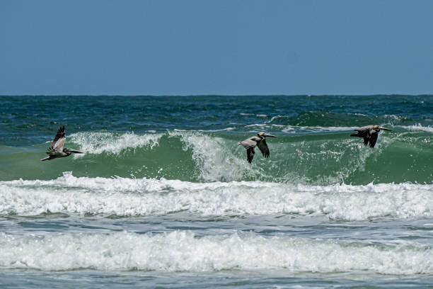 istock Brown Pelicans and Breaking Waves 2158340413