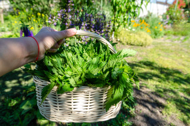 istock Organic nettle in white wicker basket 2158340522
