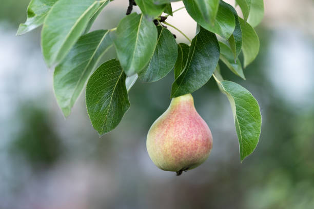 istock Pear Tree Branch with Fruit in the Garden 2158340724