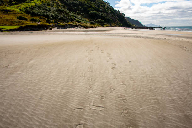 Mangawhai Heads Beach - New Zealand