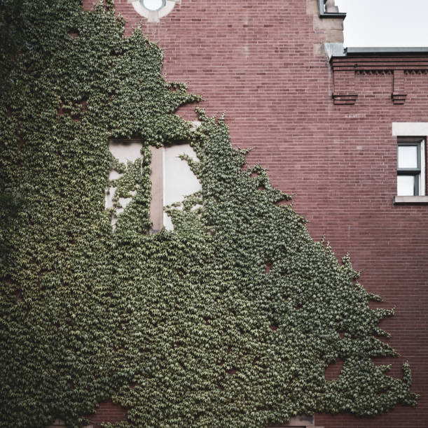 Ivy growing on an exterior brick wall.