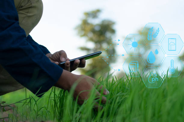 istock Farmers use technology to inspect crops in rice fields 2158348583