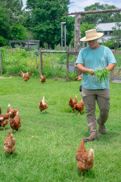 istock Man feeds chickens on farm 2158349858