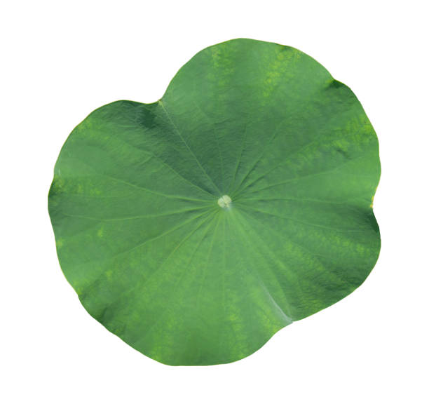 istock Lotus leaf isolated on white background, clipping path 2158350770
