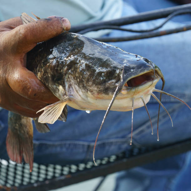 A Brown Bullhead is a catfish Brown Bullhead is a species of catfish, here caught on a link of sausage in a freshwater pond. Delicious for dinner. bullhead fish stock pictures, royalty-free photos & images