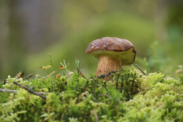 istock Pine bolete mushroom growing in the woods 2158350880
