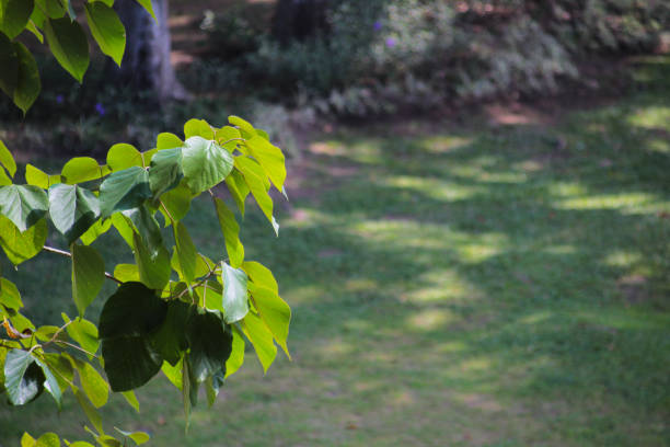 Lush Green Leaves on a Branch with Grassy Background