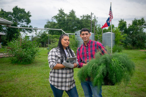 Recycled plastic tree guards around gum tree saplings from protection